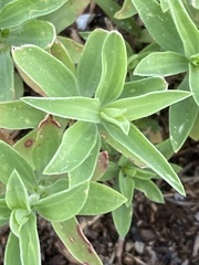 Saponaria officinalis