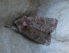 Ichneutica hartii