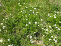 Meum athamanticum