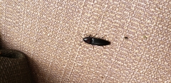 Parallelostethus attenuatus