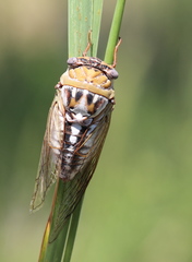 Megatibicen dealbatus