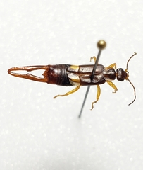 Forficuloidea