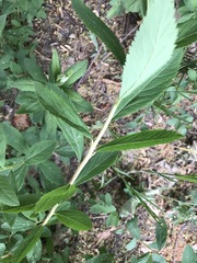 Spiraea × billardii