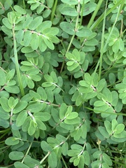 Euphorbia humistrata