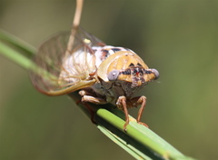 Megatibicen dealbatus