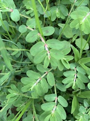 Euphorbia humistrata