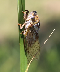 Megatibicen dealbatus
