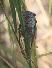 Megatibicen dealbatus