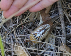 Megatibicen dealbatus