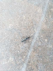 Therevidae
