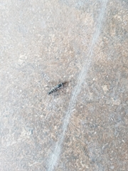 Therevidae