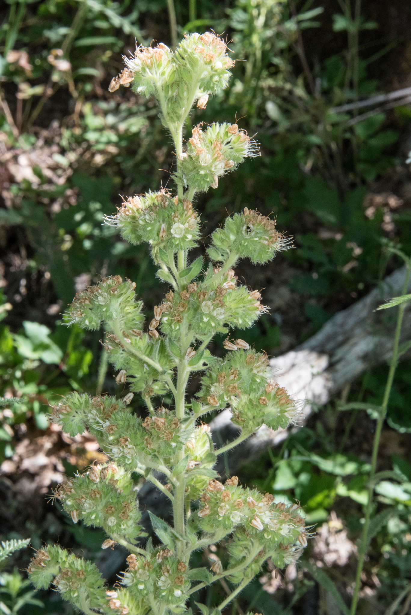 Phacelia heterophylla ssp. virgata
