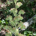 Phacelia heterophylla virgata - Photo (c) Don Loarie, alguns direitos reservados (CC BY), uploaded by Don Loarie