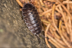 Porcellio obsoletus