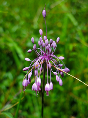 Allium carinatum