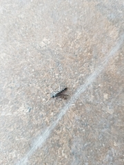 Therevidae