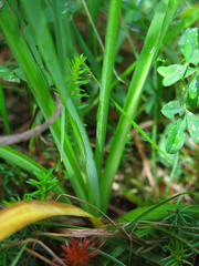Anthericum