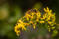 Parancistrocerus salcularis