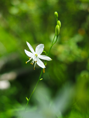 Anthericum