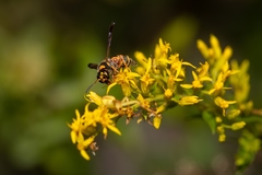 Parancistrocerus salcularis