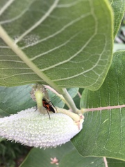 Asclepias syriaca