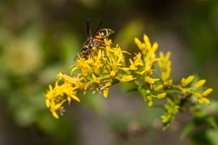 Parancistrocerus salcularis