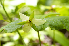 Trillium simile