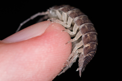 Porcellio obsoletus