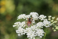 Rhynocoris