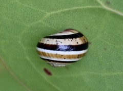 Polymita muscarum