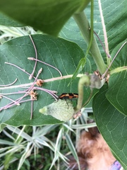 Asclepias syriaca