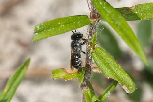 Megachile georgica image