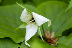 Trillium simile