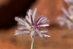 Ptilotus sessilifolius