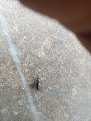 Therevidae