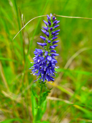 Veronica barrelieri