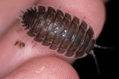 Porcellio obsoletus