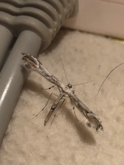 Amblyptilia pica