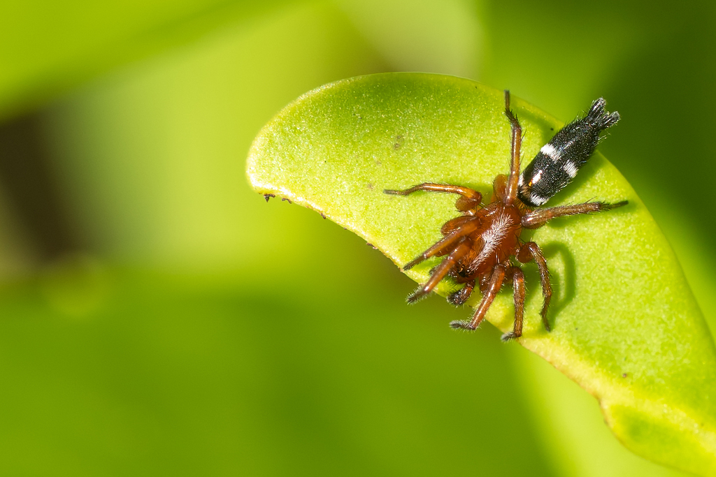 Bicolored Ant-mimic Ground Spider