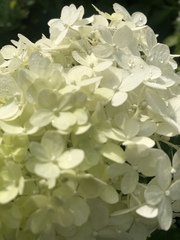 Hydrangea