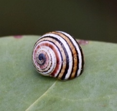 Polymita muscarum