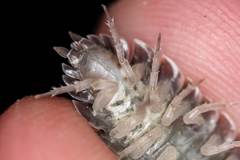 Porcellio obsoletus