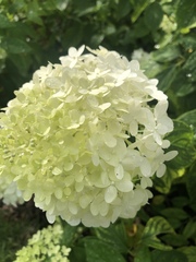 Hydrangea