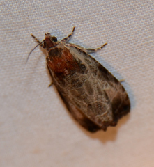 Olethreutes inornatana