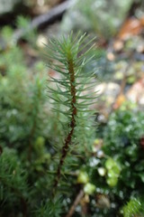 Dawsonia