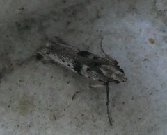 Aristotelia paradesma
