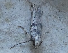 Aristotelia paradesma
