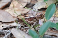 Schistocerca alutacea