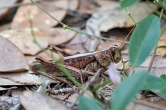 Schistocerca alutacea