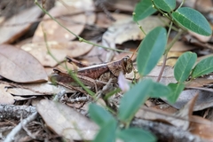 Schistocerca alutacea